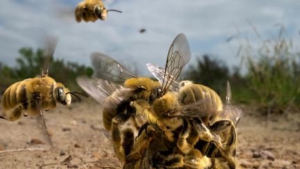 Le cliché lauréat du prix Wildlife photographer of the year 2022.&nbsp; (Karine Aigner)