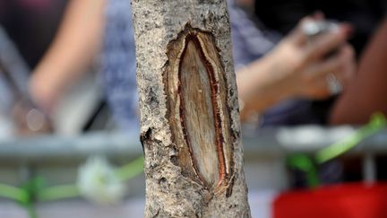 Des habitants de West New York (Etats-Unis) affirment avoir vu la Vierge dans cet arbre. (STAN HONDA / AFP)