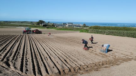 La nouvelle loi d'orientation et d'avenir agricoles (LOA) doit notamment répondre à l'enjeu du renouvellement des exploitations alors que la moitié des agriculteurs vont partir à la retraite d'ici 10 ans. Photo d'illustration. (LIONEL LE SAUX / MAXPPP)