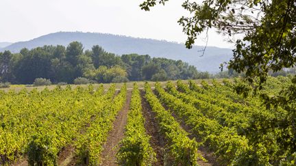 Un vignoble dans le Var (photo d'illustration), le 14 octobre 2023. (SPEICH FREDERIC / MAXPPP)