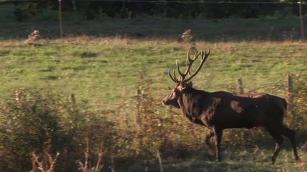 Chaque année, il marque le début de l'automne. Mais le brame du cerf attire parfois trop de visiteurs... (FRANCE 2)