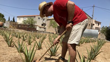 Laurent&nbsp;Maynadier s'est mis à la culture d'aloe vera pour pallier la chute de rendement de ses vignes. (MATHILDE ANSQUER / RADIO FRANCE)