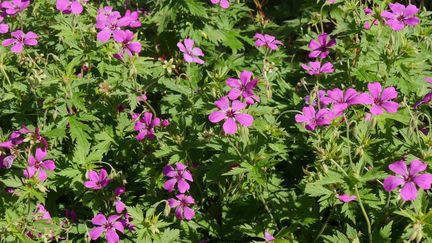 Les géraniums vivaces forment de beaux tapis fleuris.&nbsp; (ISABELLE MORAND / RADIO FRANCE / FRANCE INFO)