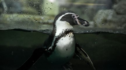 Un manchot de Humboldt&nbsp;nage dans le zoo de Kuala Lumpur (Malaisie), le 21 novembre 2017. (MOHD RASFAN / AFP)