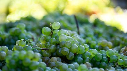 Des grappes de raisin, dans la région de l'Entre-Deux-Mers près de Bordeaux, le 3 septembre 2019. (GEORGES GOBET / AFP)