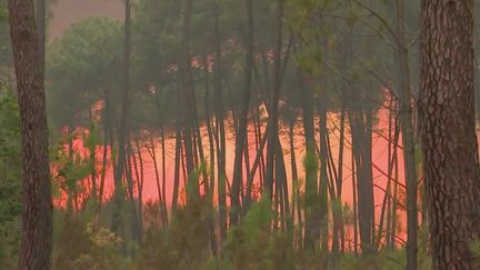 En Gironde, le feu historique de Landiras reprend. Plusieurs milliers de personnes ont d'ores et déjà dû être évacués. (FRANCE 2)