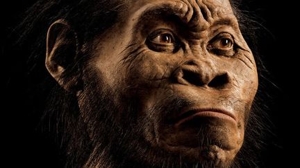 Cette photo de mars&nbsp;2015 fournie par le magazine National Geographic (et venant de son num&eacute;ro d'octobre 2015) et rendue publique le 10 septembre 2015 montre une reconstruction de la figure de l'Homo Naledi par le paleoartiste JohnHGurche &agrave; son studio de Trumansburg, aux Etats-Unis. (MARK THIESSEN / NATIONAL GEOGRAPHIC / AFP)