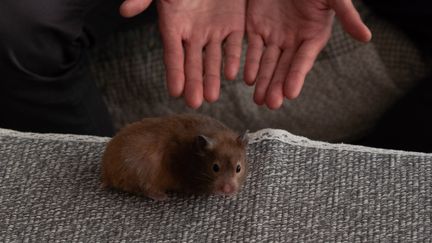 2&nbsp;000 hamsters abattus suite à des cas de Covid chez ce rongeur à Hong Kong. (BERTHA WANG / AFP)