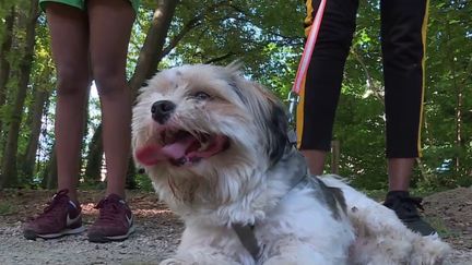 Canicule : les bons gestes à adopter pour préserver les animaux de compagnie