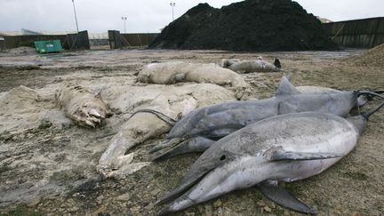 Une dizaine de dauphins échoués en février 2006 près de Biscarosse, dans les Landes (MICHEL GANGNE / AFP)