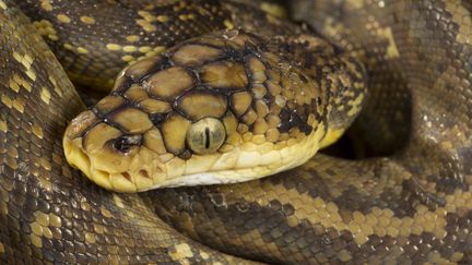 Un habitant de Laon (Aisne) a d&eacute;couvert un python long de 70 centim&egrave;tres dans une poussette log&eacute;e dans la cage d'escalier de son immeuble, vendredi 12 juin. (NICOLAS CALERBA / AFP)