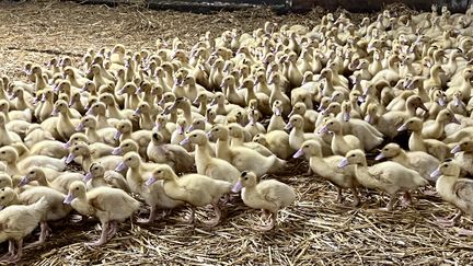 Un foyer de grippe aviaire détecté à Saint-Etienne-d'Orthe, le deuxième dans les Landes