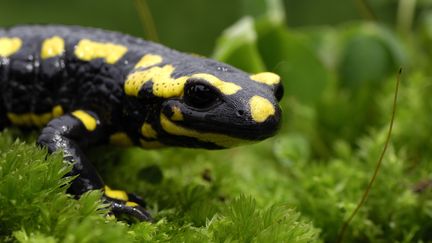 Une salamandre, dans la for&ecirc;t de Lauzelle, &agrave; Ottignies (Belgique). (ROBERT HENNO / BIOSPHOTO / AFP)