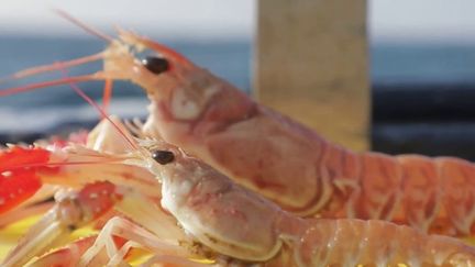 Gastronomie : les langoustines, les "demoiselles" qui font la fierté de la Bretagne (France 2)