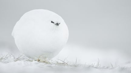 Comment cet oiseau, immortalisé en Norvège, n'est-il pas mort de froid sous cette "doudoune" de glace ? L'auteur de la photo, Jacques Poulard, a vraiment eu l'impression de voir approcher une "boule de neige avec des yeux". (En commentaires, on nous signale qu'il s'agit d'une perdrix des neiges et de son plumage d'hiver). (JACQUES POULARD)