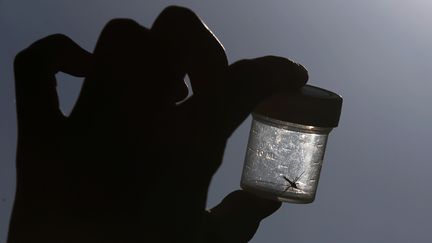 Un moustique est pr&eacute;sent&eacute; dans un contenant en plastique par la chercheuse allemande Iris Kroeger, &agrave; Leipzig (Allemagne), le 10 juillet 2013.&nbsp; (TOBIAS SCHWARZ / REUTERS)