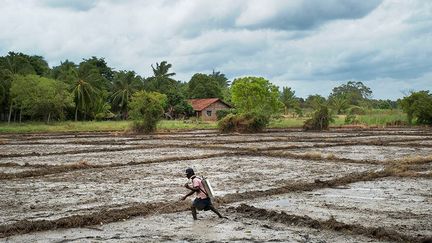 par la vague des engrais chimiques développée depuis les années 60. Dans ces vingt dernières années, 20.000 personnes principalement des agriculteurs souffrent de CKDu, une maladie chronique du rein. Beaucoup de personnes accusent les engrais et les pesticides d’en être responsables. «Ed Kashi, photojournaliste, cinéaste et éducateur veut révéler l’impact de cette maladie au Sri Lanka, dans son aspect multi générationnel et plus largement porter un regard global sur la situation critique des communautés agraires dans le monde.» Il est membre de l’Agence photo VII depuis 2010. (Ed Kashi)