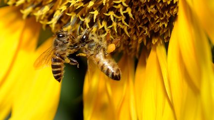 La Commission europ&eacute;enne va interdire, &agrave; compter de d&eacute;cembre 2013, l'usage dans l'Union de trois pesticides mortels pour les abeilles. (NOEL CELIS / AFP)