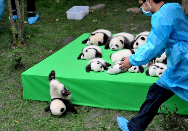 Un bébé panda tombe d'une plateforme lors de sa présentation au public, dans un centre spécialisé de Chengdu, en Chine, le 29 septembre 2016. (REUTERS)