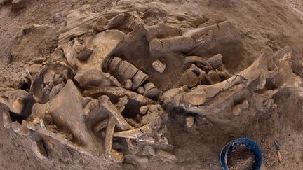 L' archéologie préventive et ses trouvailles : un squelette de mammouth complet, en excellent état, a été découvert à Changis-sur-Marne dans le cadre de fouilles de l'Inrap (6 novembre 2012)
 (Loïc Venance / AFP)