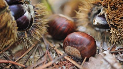 Arrêtez de confondre marrons et châtaignes !