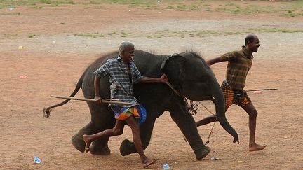 Eléphant au Sri Lanka (AFP/Lakruwan Wanniarachchi)