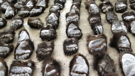 Plus de 200 pattes d'ours de contrebande saisies par les agents des douanes chinoises sont pr&eacute;sent&eacute;es &agrave; Manzhouli (Chine), le 17 juin 2013. (REUTERS)