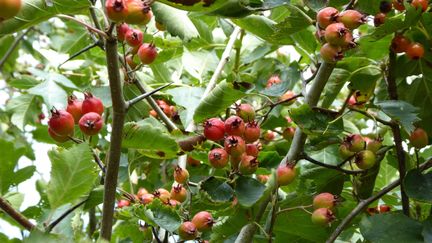 Les fruits d'une aubépine. (JARDINS EN MARCHE / ISABELLE MORAND / RADIO FRANCE)