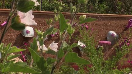 La Journée mondiale de l'environnement est célébrée vendredi 5 juin. Le Festival international des jardins se tient à Chaumont-sur-Loire, dans le Loir-et-Cher. (FRANCE 3)