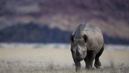 Un rhinoc&eacute;ros noir en&nbsp;Namibie, le 27 ao&ucirc;t 2014. (BIOSPHOTO / AFP)