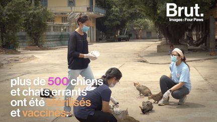 Les associations FOUR PAWS International et Animal Rescue Cambodia ont une mission sur l'île de Silk au Cambodge : soigner les animaux errants dépourvus de soins.