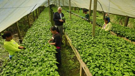 De jeunes travailleurs dans la p&eacute;pini&egrave;re de caf&eacute;iers &agrave; l'&eacute;cole La Bastilla &agrave; Jinotega (Nicaragua).&nbsp; (REZA / WEBISTAN)