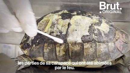 VIDEO. Dans le Var, de nombreuses tortues blessées par les incendies sont recueillies (BRUT)