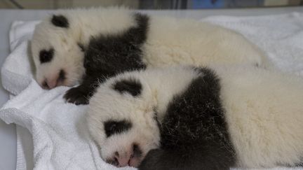 Les jumelles pandas Fleur de Coton (à gauche) et Petite Neige (à droite) au zoo de Beauval à Saint-Aignan-sur-Cher (Loir-et-Cher), le 30 septembre 2021. (GUILLAUME SOUVANT / AFP/GUILLAUME SOUVANT via AFP)