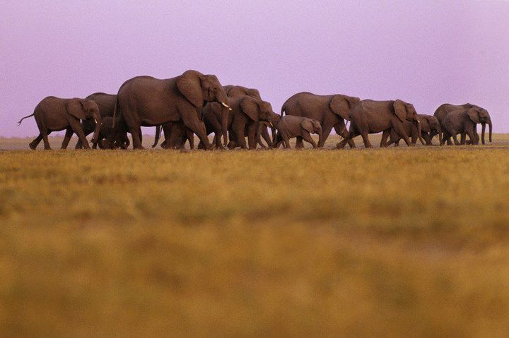 Les éléphants du parc national de Chobe sont protégés. La chasse y est interdite depuis janvier 2014. (Photo AFP)