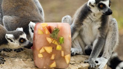 Des l&eacute;muriens se rafra&icirc;chissent avec une glace aux fruits au zoo de Ramat Gan (Isra&euml;l), le 12 juillet 2012. (JACK GUEZ / AFP)