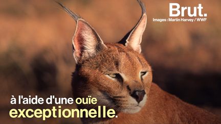 Depuis l'Afrique jusqu'à l'Inde, le caracal chasse dans les prairies et les déserts. Son audition imparable lui permet d'être un des prédateurs les plus efficaces.