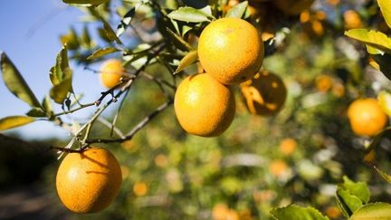 Les oranges de Floride sont décimées par la «maladie du dragon jaune». Avec la baisse des récoltes, le prix du jus a augmenté. (Matt Stroshane/Getty Images/AFP)