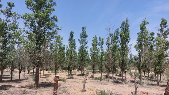 Des arbres plantés pour tenter d'enrayer l'avancée du désert, dans la province du Ningxia (Chine) - Juin 2023 (SEBASTIEN BERRIOT / RADIO FRANCE)