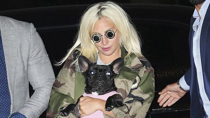 Lady Gaga avec dans les bras un de ses deux buldogs français retouvés le 26 février à New York après enlèvement deux jours avant. (XPX/STAR MAX/IPX/AP/SIPA / SIPA)