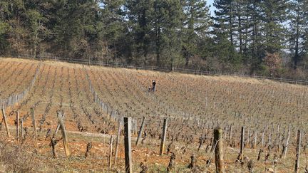 Un ouvrier agricole travaille dans une vigne du domaine Emmanuel Giboulot, cultiv&eacute;e en biodynamie, &agrave; Beaune (C&ocirc;te-d'Or), le 12 f&eacute;vrier 2015. (BENOIT ZAGDOUN / FRANCETV INFO)