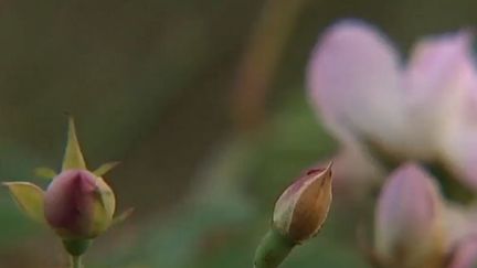 Un air de printemps flotte sur la France. Le pays conna&icirc;t des temp&eacute;ratures douces pour un mois de janvier. Il a fait, par exemple, 19&deg;C &agrave; Biarritz, 14&deg;C &agrave; Brest ou encore 16&deg;C &agrave; N&icirc;mes. (FRANCE 2 / FRANCETV INFO)