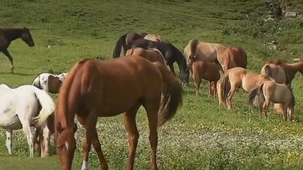 Massif du Vercors : les chevaux retournent à la nature pour l'été