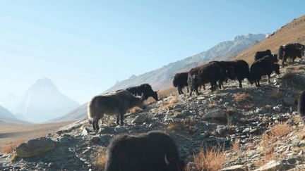 Dans les hauteurs du nord de l'Inde, le yak est un animal indispensable à la vie quotidienne. Ces bovins sont élevés pour leur lait et leurs poils... Une fois tissée, cette laine devient un allié précieux pour les éleveurs confrontés à une nature souvent hostile.