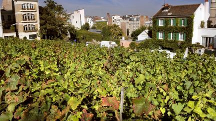 Les vignes de Montmartre, à Paris (XVIII arrondissement)
 (MARTIN BUREAU / AFP)