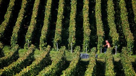 Une personne lors des vendanges en Champagne, le 8 septembre 2023. (FRANCOIS NASCIMBENI / AFP)