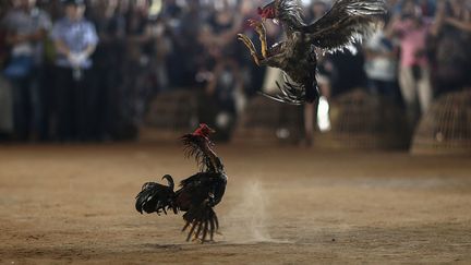 Combat de coqs &agrave; l'occasion des c&eacute;l&eacute;brations de Nouvel an Dai &agrave;&nbsp;Xishuangbanna (Chine), le 13 avril 2014. (WONG CAMPION / REUTERS)