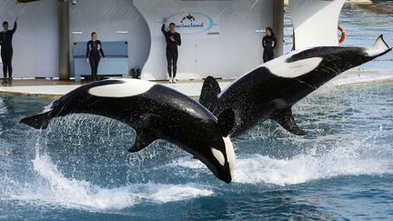 Marineland : la grogne des soigneurs après l'interdiction de reproduction des orques et des dauphins