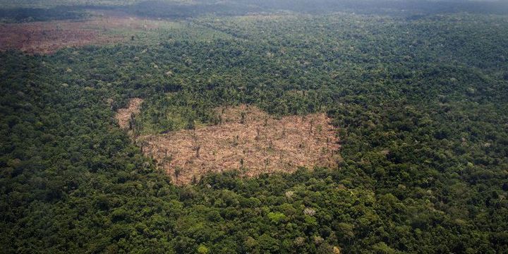 Zone soupçonnée d'être l'objet d'une déforestation illégale par Greenpeace qui a mené une enquête au Brésil. Etat de Para, le 14 octobre 2014.
 (RAPHAEL ALVES / AFP)