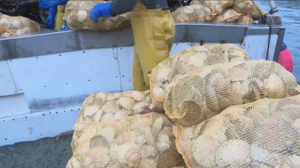 Côtes-d'Armor : les coquilles Saint-Jacques vendues directement sur le port (France 3)